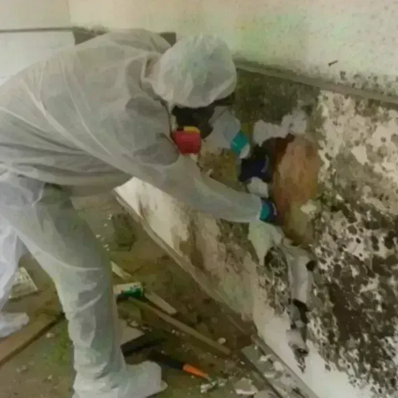 Mold Remediation and Removal in Crescent City, FL